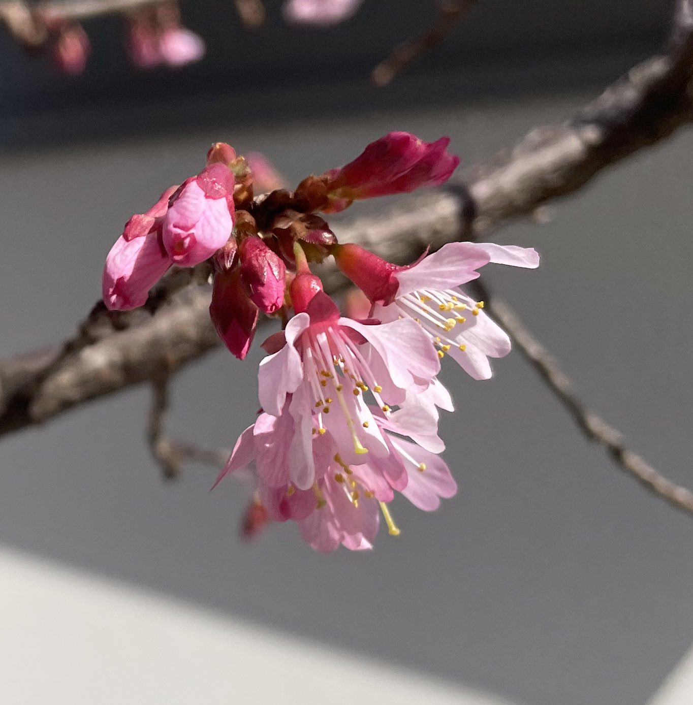 （テスト）驚愕！お茶を飲む羅針盤